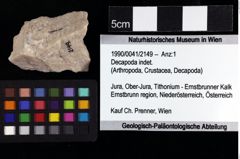 Foto (Objket + Etiketten) von Decapoda indet. 